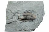 Bargain, Prone Flexicalymene Trilobite - Mt Orab, Ohio #375239-1